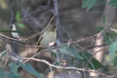 Ploceus velatus