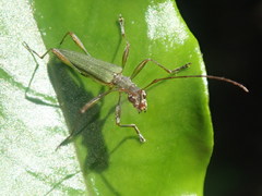 Calliprason sinclairi