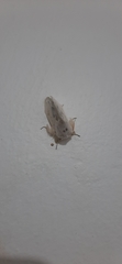Naroma varipes