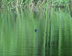 Pseudemys alabamensis