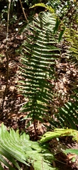 Dryopteris wallichiana