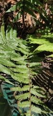 Dryopteris wallichiana