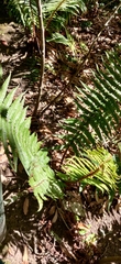 Dryopteris wallichiana