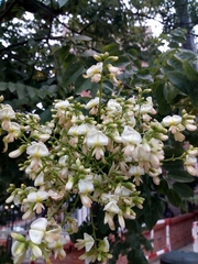 Styphnolobium japonicum