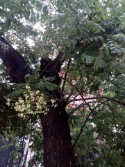 Styphnolobium japonicum