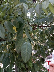 Styphnolobium japonicum