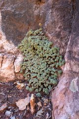 Petrophytum caespitosum caespitosum