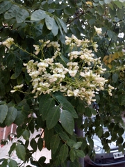 Styphnolobium japonicum