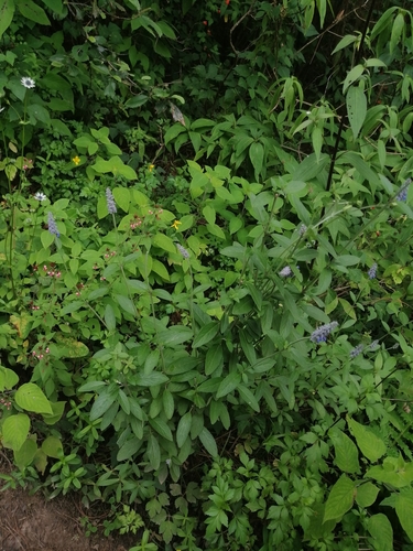 Salvia lavanduloides
