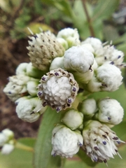 Ichthyothere latifolia