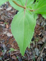 Ichthyothere latifolia