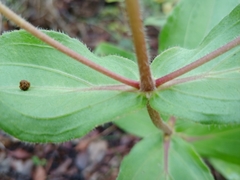 Ichthyothere latifolia