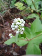 Ichthyothere latifolia