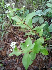 Ichthyothere latifolia