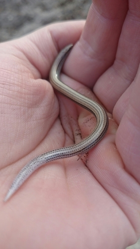Scelotes gronovii