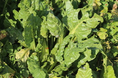 Beta vulgaris cicla