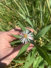 Symphyotrichum lanceolatum lanceolatum