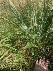 Symphyotrichum lanceolatum lanceolatum