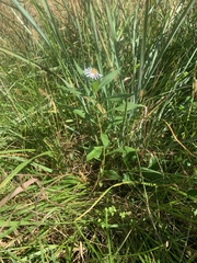 Symphyotrichum lanceolatum lanceolatum