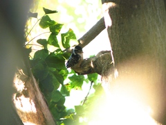 Dryobates nuttallii