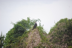 Cathartes aura
