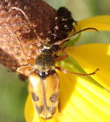 Typocerus octonotatus