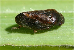 Cercopicesa tasmaniae