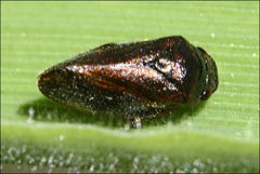 Cercopicesa tasmaniae