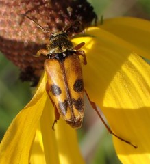Typocerus octonotatus