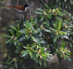 Tristaniopsis exiliflora