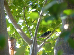 Dryobates nuttallii