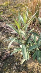 Pterocaulon virgatum