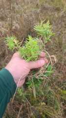 Dichanthelium strigosum strigosum