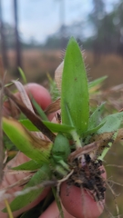 Dichanthelium strigosum strigosum