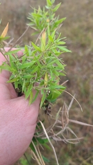 Dichanthelium strigosum strigosum