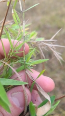 Dichanthelium strigosum strigosum