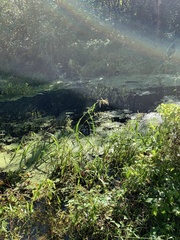Echinochloa muricata microstachya