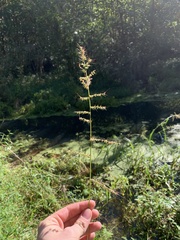 Echinochloa muricata microstachya