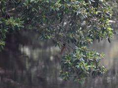 Tristaniopsis exiliflora