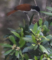 Tristaniopsis exiliflora