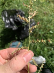 Echinochloa muricata microstachya