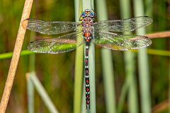 Austroaeschna cooloola