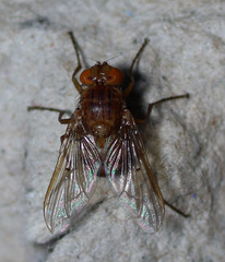 Ormia ochracea