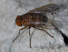 Ormia ochracea
