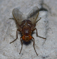 Ormia ochracea