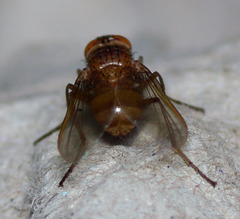 Ormia ochracea