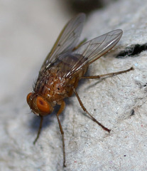 Ormia ochracea
