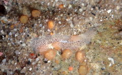 Enchiridium punctatum