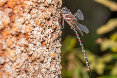 Austroaeschna cooloola