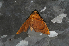 Eulepidotis bourgaulti